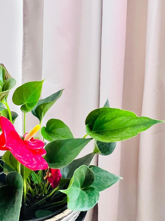 Cozy Apartment Turnu Măgurele 外观 照片
